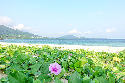 海岸,假的,旋花