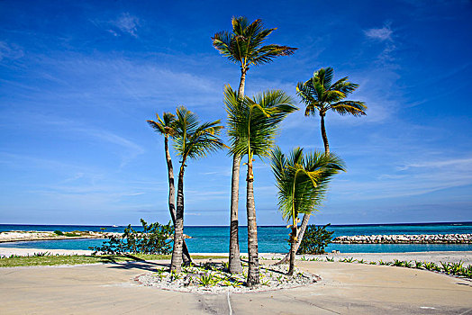 棕榈树,湾,蓬塔卡纳,多米尼加共和国
