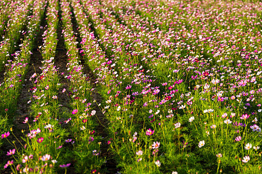 鲜花