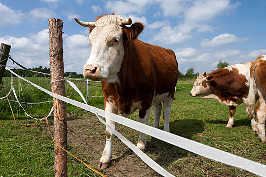家养动物,母牛,草场,捷克共和国