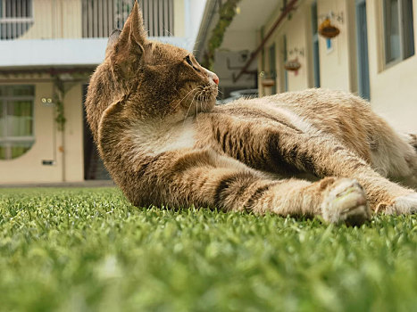 校园的猫撒泼打滚让人欢喜