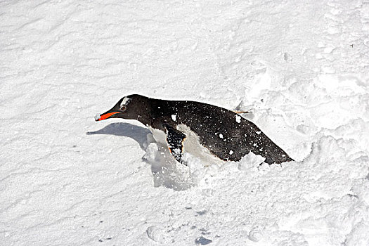 巴布亚企鹅,企鹅,成年,移动,深,雪,南乔治亚