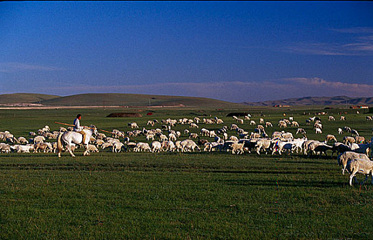 内蒙呼伦贝尔草原羊群