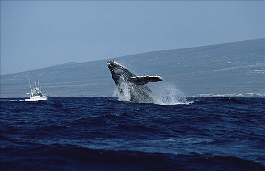 驼背鲸,大翅鲸属,鲸鱼,鲸跃,靠近,研究,船,夏威夷