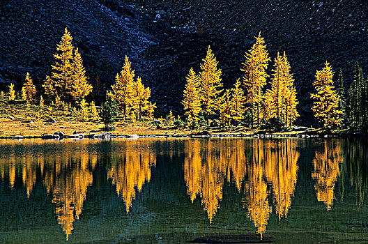 落叶松属植物,秋色,欧哈拉湖,湖,不列颠哥伦比亚省,加拿大