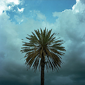 棕榈树,乌云