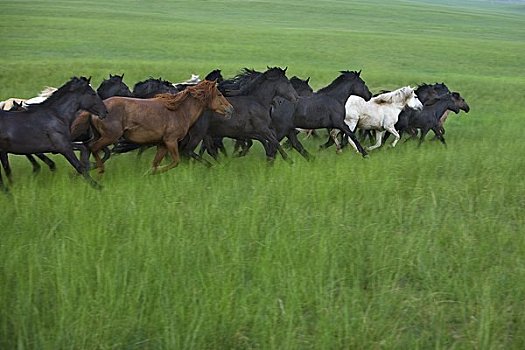 牧群,马,跑,蒙古,中国