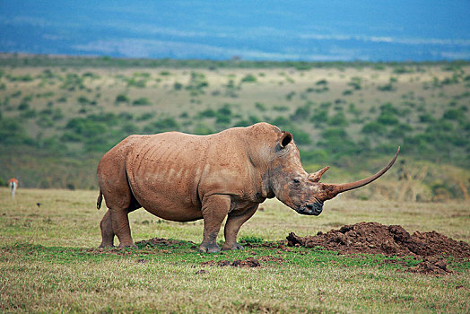 白犀牛,禁猎区,高原,肯尼亚,非洲