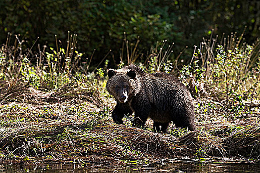 大灰熊,大熊雨林,不列颠哥伦比亚省,加拿大