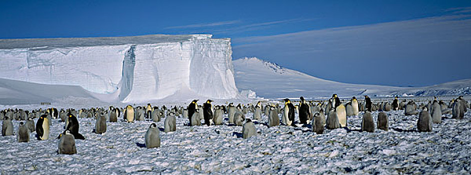 帝企鹅,生物群,罗斯海,南极