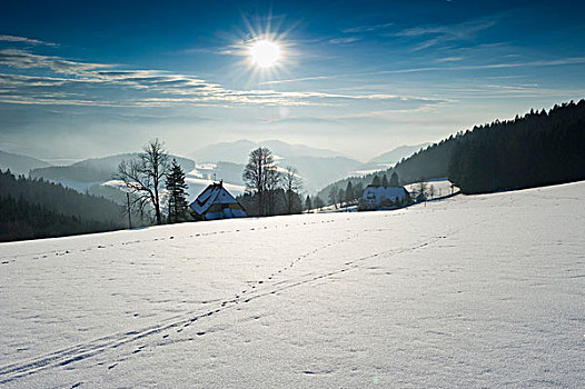 冬天,风景,靠近,南方,黑色,树林,巴登符腾堡,德国,欧洲