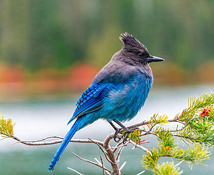 鸟类,蓝鸟,坐,枝条,雷尼尔山国家公园,华盛顿,美国,北美