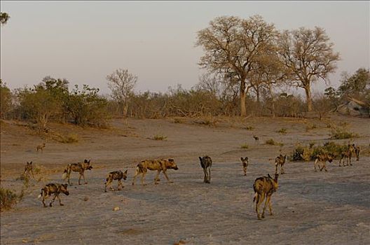 非洲野狗,非洲野犬属,走,一起,濒危,非洲