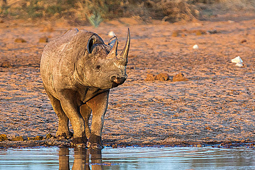 黑犀牛,水潭,埃托沙国家公园,纳米比亚,非洲