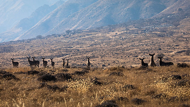 贺兰山马鹿,马鹿,赤鹿,贺兰山国家自然保护区