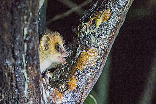 madagascar马达加斯加夜景狐猴