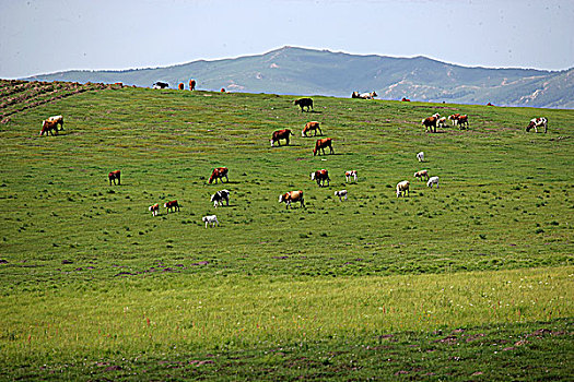 内蒙草原牧场