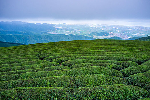 茶园,茶山,茶叶,翠绿,线条,绿茶,绿色,山