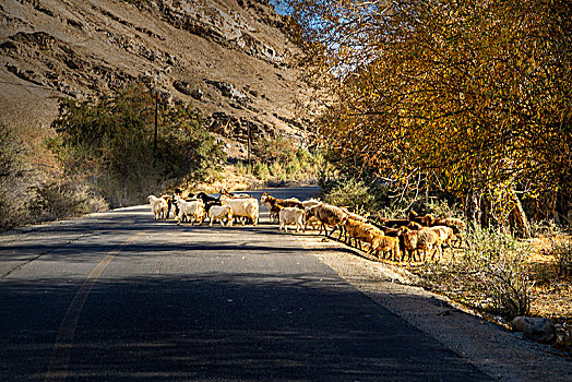新疆,公路,秋色,晨光,羊群