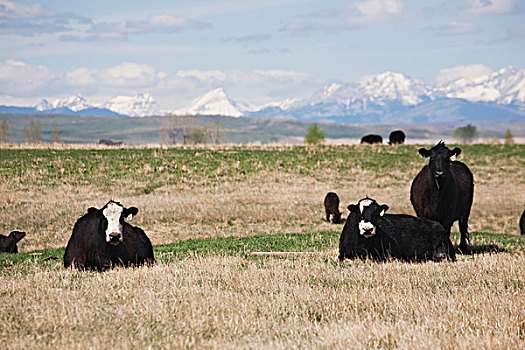 牛,放牧,地点,雪山,蓝天,云,背景,艾伯塔省,加拿大
