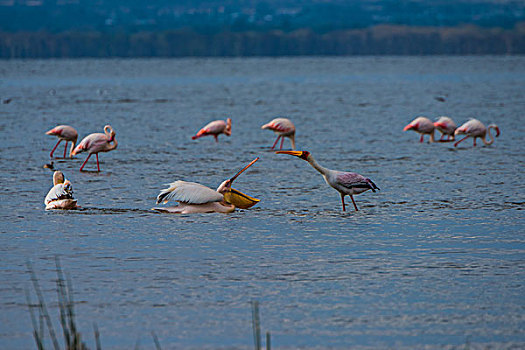 肯尼亚纳库鲁国家公园火烈鸟和鸬鹚抢鱼