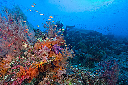 女人,深潜,彩色,软珊瑚,四王群岛,区域,巴布亚岛,伊里安查亚省