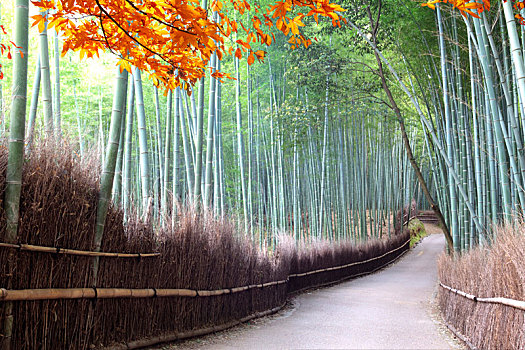 竹林,岚山,靠近,京都,秋天,日本