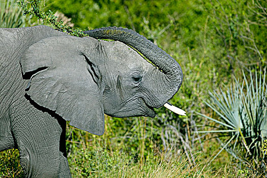 非洲象,奥卡万戈三角洲,博茨瓦纳,非洲