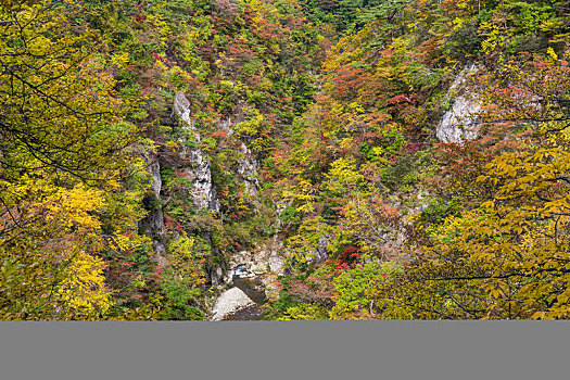 峡谷,秋叶