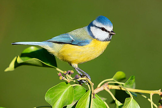 蓝冠山雀,侧面视角,成年,雄性,栖息,普通,常春藤,枝条,坎帕尼亚区,意大利,欧洲