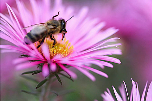 蜜蜂,花,特写