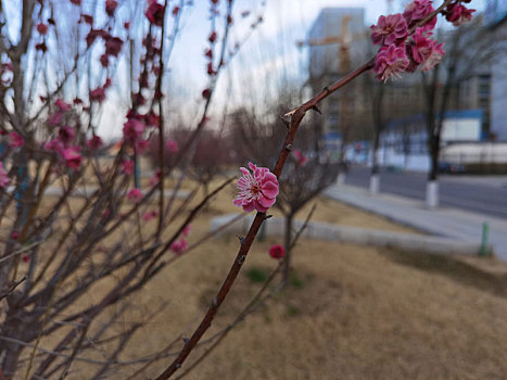 梅花特写