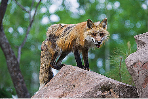 红狐,站立,石头
