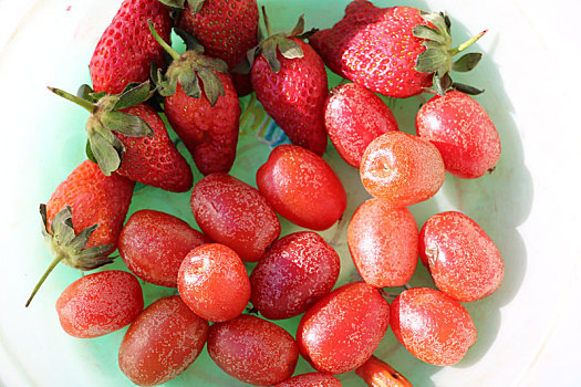 羊奶果与草莓