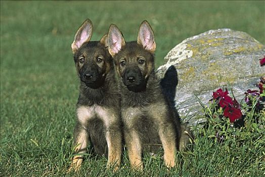 德国牧羊犬,狗,肖像,两个,警惕,小狗,坐,草地