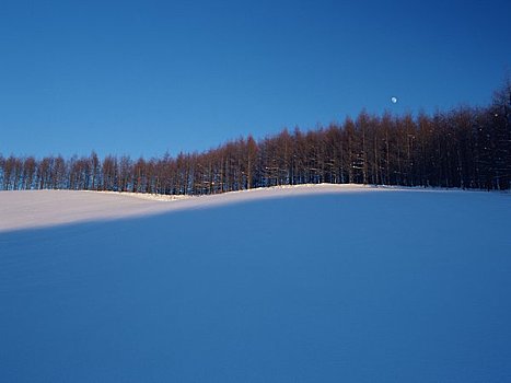 雪原,落叶松属植物