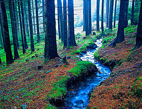 树林,溪流,提洛尔,奥地利