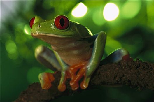 红眼树蛙,肖像,坐,细枝,热带,雨林,中美洲