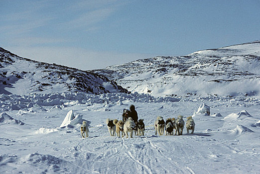 加拿大,巴芬岛,靠近,狗队,拉拽,雪撬