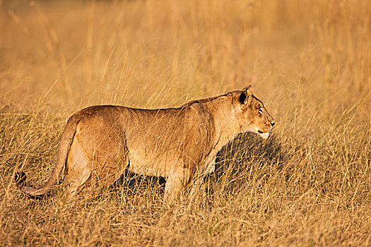 非洲,雌狮,狮子,走,草地,奥卡万戈三角洲,博茨瓦纳
