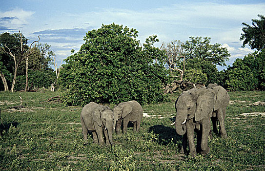 大象,非洲象,南非