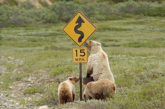 棕熊,母熊,调查,路标,幼兽,德纳里峰国家公园,阿拉斯加,美国