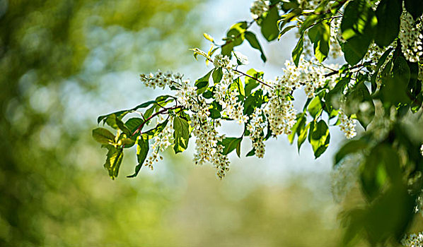 花,树