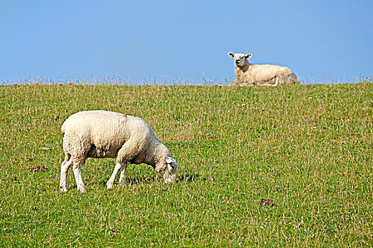 绵羊,堤岸,北方,弗里斯兰省,石荷州,德国,欧洲