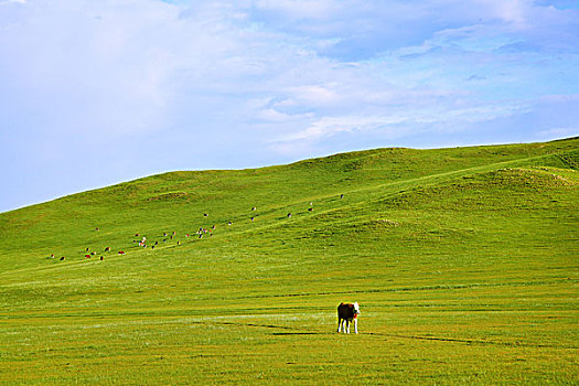 草原上生活的牛群