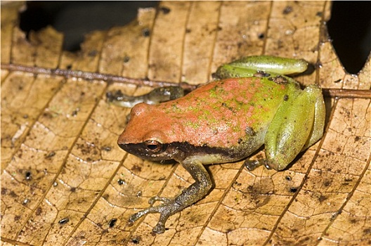 青蛙,厄瓜多尔