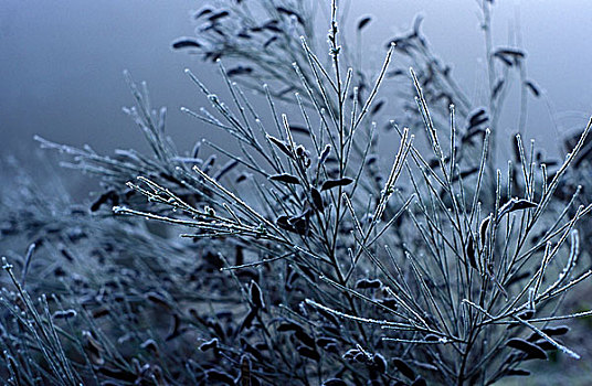 植物,冰霜,雾