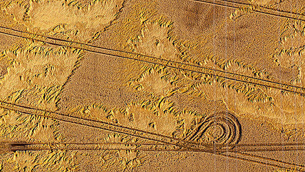 痕迹,玉米田,拖拉机,东方,北莱茵威斯特伐利亚,德国