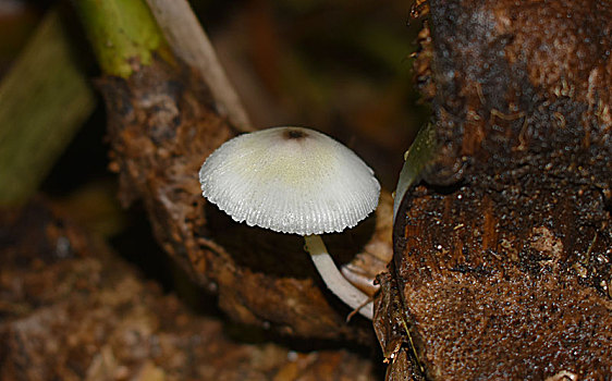 雨季