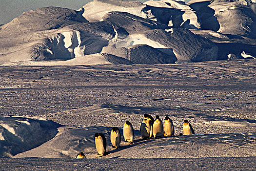 南极,帝企鹅,走,风景,大幅,尺寸